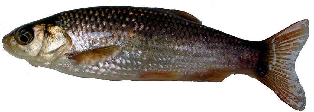 Squalius pyrenaicus_03.jpg